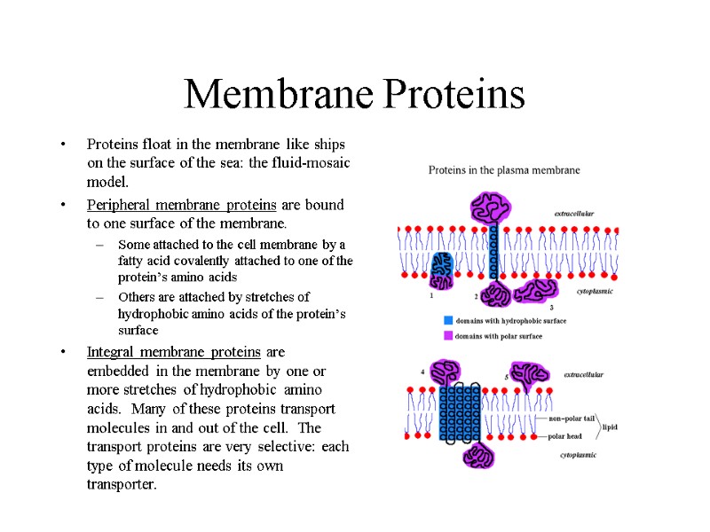 Membrane Proteins Proteins float in the membrane like ships on the surface of the